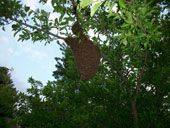 Bienenschwarm im Juni