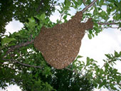 Bienenschwarm im Juni