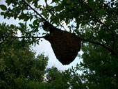 Bienenschwarm im Juni