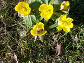 Winterlinge im Mrz