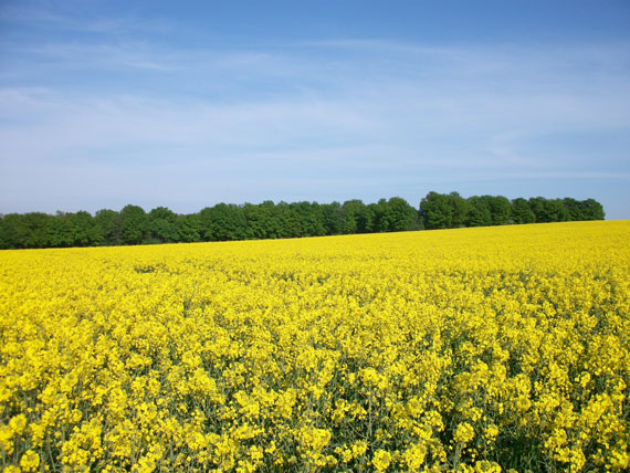 Rapsfeld im Mai