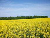 Rapsfeld im Mai