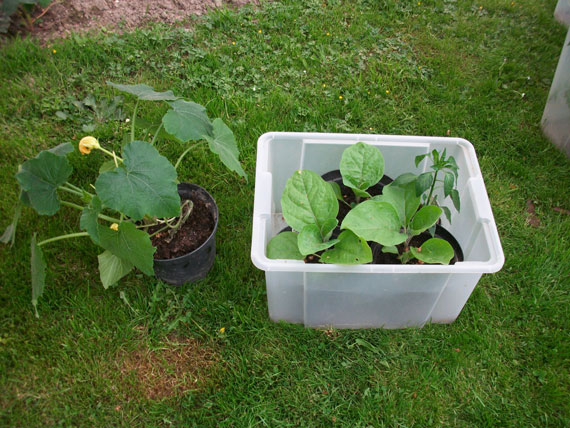Grtnerbox