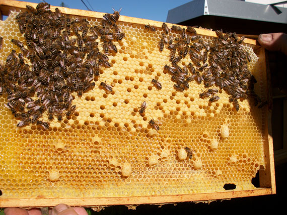 Grtnerbox