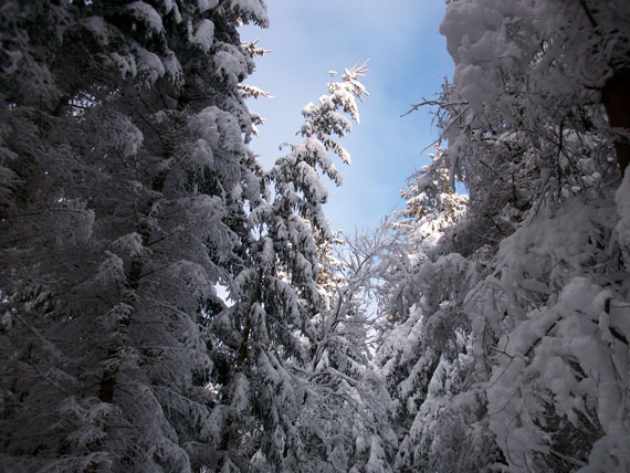 Winterwald in der Oberlausitz