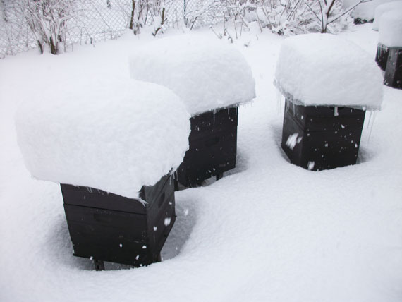 Bienenkisten im Winter