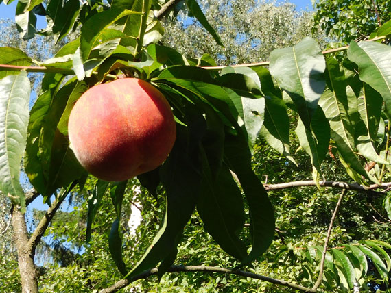 Pfirsich am Baum, Sommer